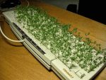 buero-tastatur-pflanzen