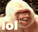 Affe grinst – LOL