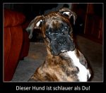 hund-ist-schlauer