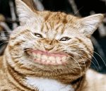 katze-grinsend