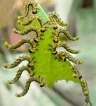 raupen-auf-blatt