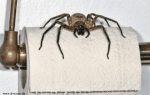 Spinne auf Toilettenpapier
