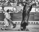 stier-torero
